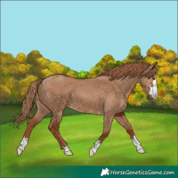 Horse Color:Red Dun