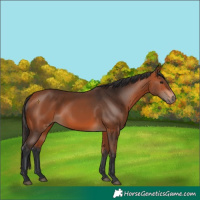 Horse Color:Bay 