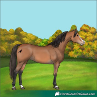 Horse Color:Bay Splash 