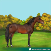 Horse Color:Brown 