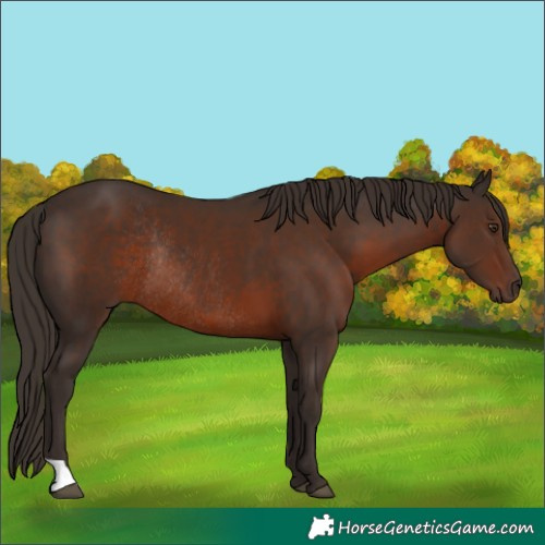 Horse Color:Liver Chestnut Rabicano 