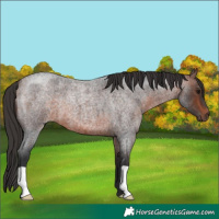 Horse Color:Bay Roan 