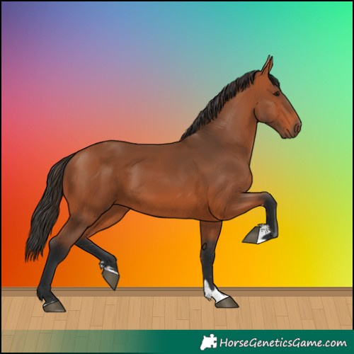 Horse Color:Bay 