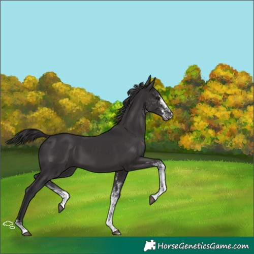 Horse Color:White Spotted Smoky Black 
