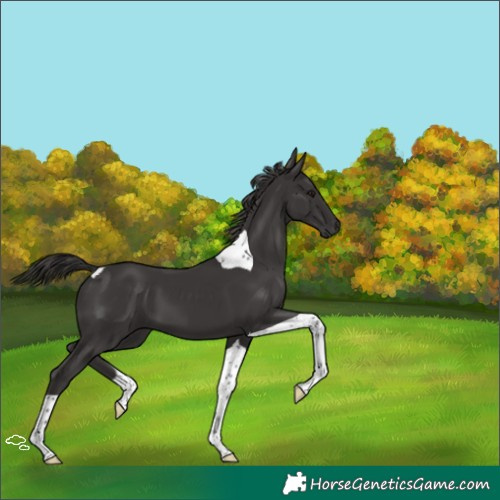 Horse Color:Smoky Black Tobiano
