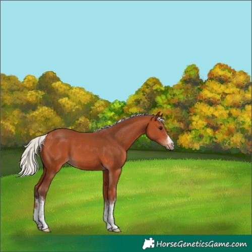 Horse Color:White Spotted Silver Bay