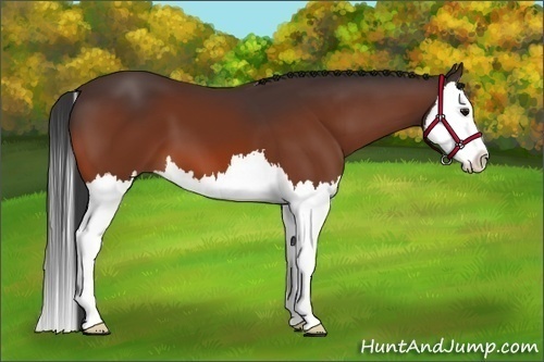 Horse Color:Bay Splash 