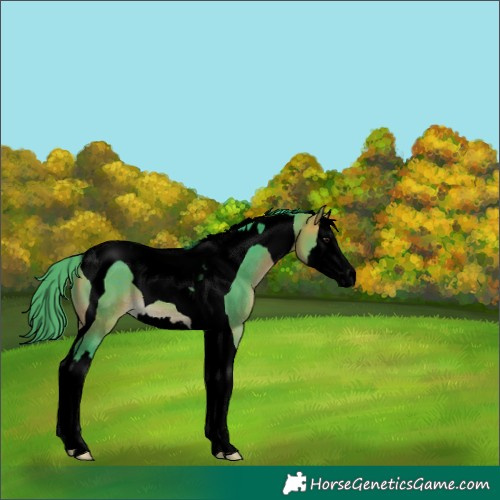 Horse Color:Void Watercolor Buckskin Splash Tobiano