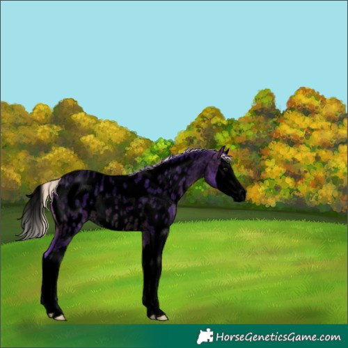 Horse Color:Void Watercolor Silver Brown Roan Splash Appaloosa 