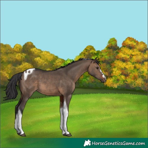 Horse Color:Unknown 