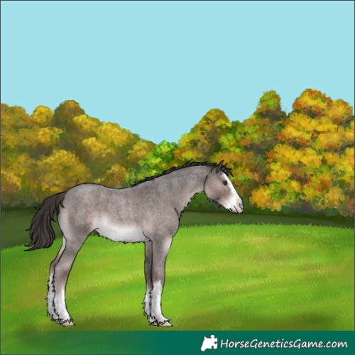 Horse Color:Unknown 