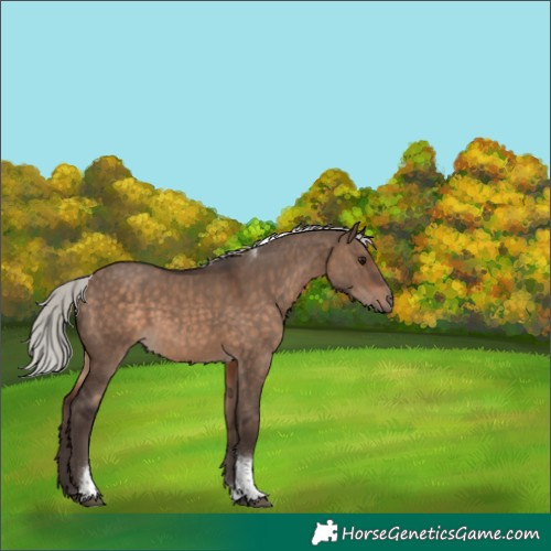 Horse Color:Unknown