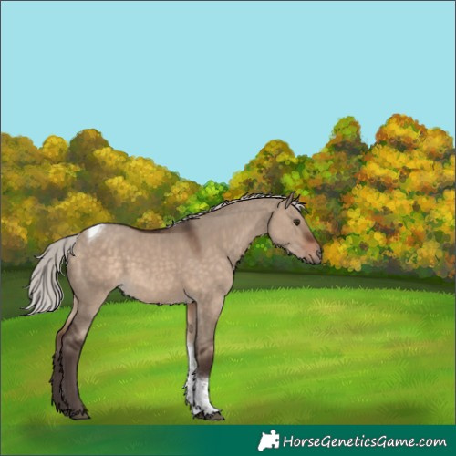 Horse Color:Unknown 