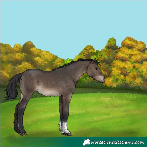 Horse Color:Unknown 