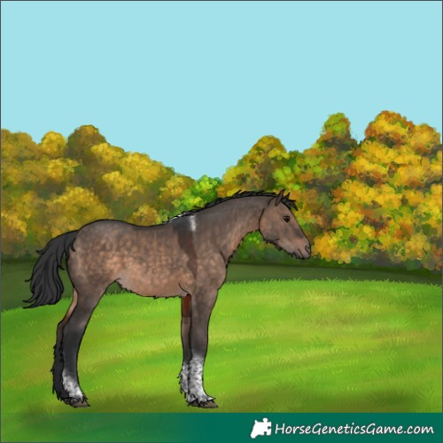 Horse Color:Unknown 
