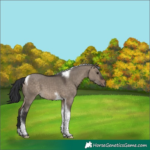 Horse Color:Unknown 