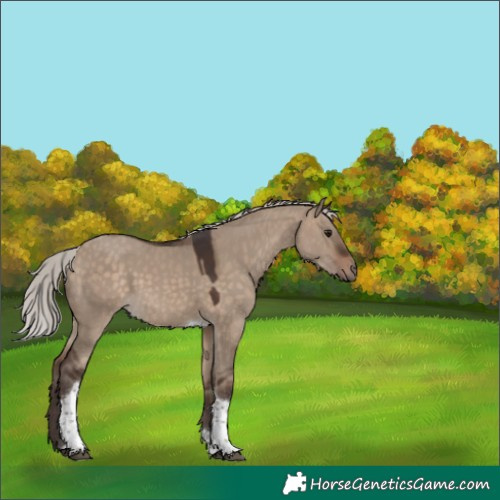 Horse Color:Unknown 