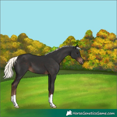 Horse Color:Unknown 