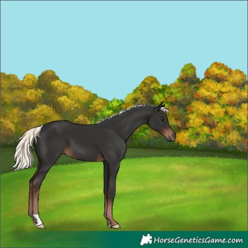 Horse Color:Unknown 