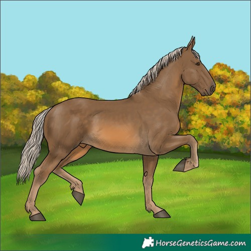 Horse Color:Chocolate Palomino 