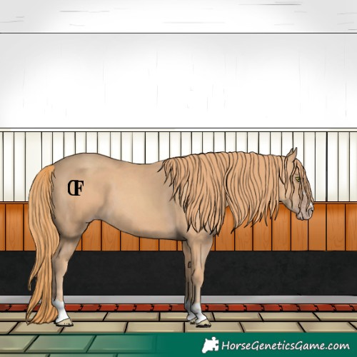 Horse Color:Gold Champagne 