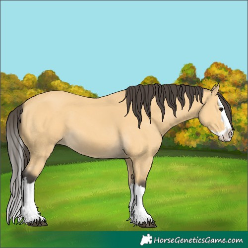 Horse Color:Buckskin Splash