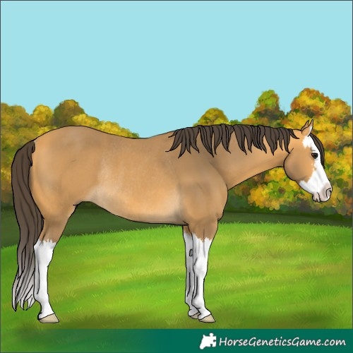 Horse Color:Buckskin Splash Rabicano