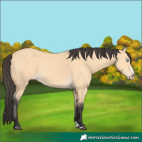 Horse Color:Buckskin Splash