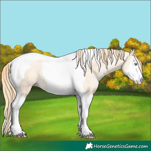 Horse Color:Buckskin Pearl Splash Tobiano