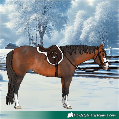 Horse Color:Bay Rabicano 