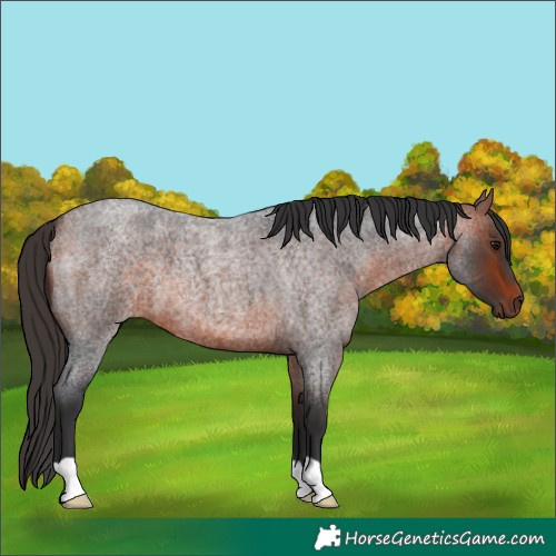 Horse Color:Bay Roan 