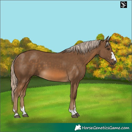 Horse Color:Chocolate Palomino 