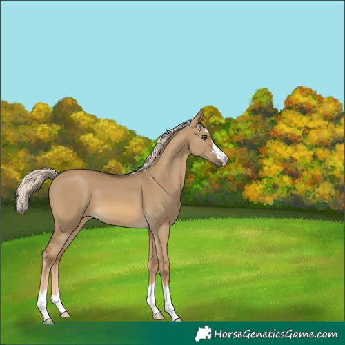 Horse Color:Chocolate Palomino Dun 