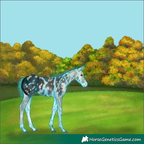 Horse Color:Void Thunderstruck Plaid  Liver Red Onyx Ice Appaloosa 