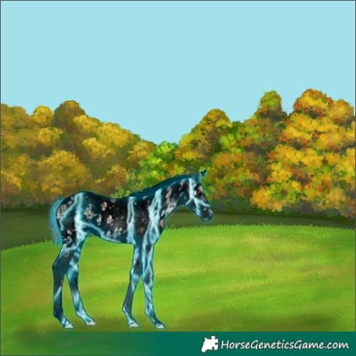 Horse Color:Void Thunderstruck Red Onyx Ice Tobiano Frame Appaloosa