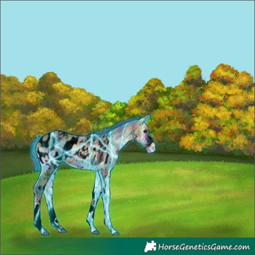 Horse Color:Void Nacre Thunderstruck White Spotted Bay Ice Onyx Tobiano Blanket 