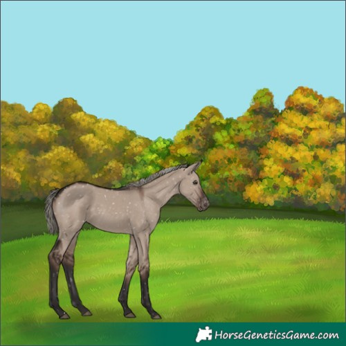 Horse Color:White Spotted Liver Red Dun Mushroom Snowflake Varnish