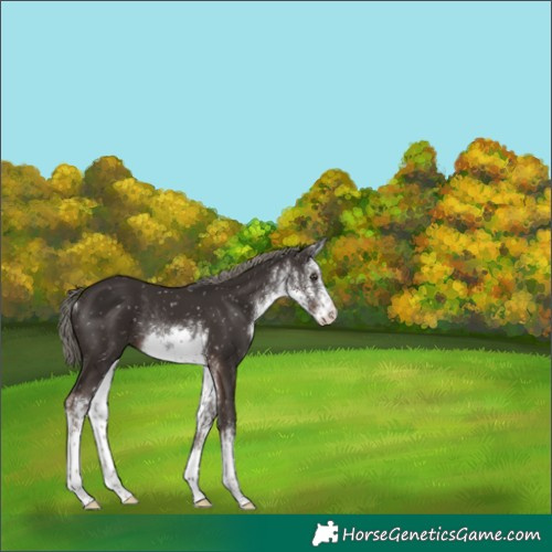 Horse Color:White Spotted Liver Chestnut Mushroom Snowflake VarnishRabicano