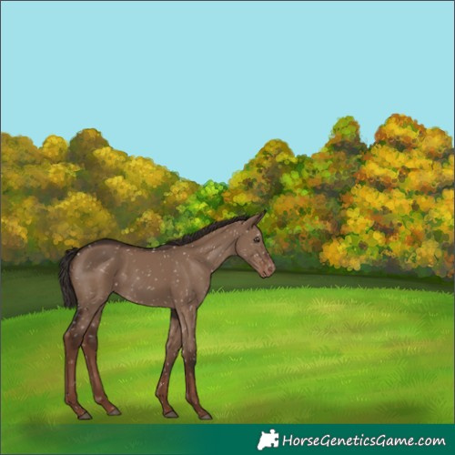 Horse Color:White Spotted Liver Red Dun Snowflake Varnish