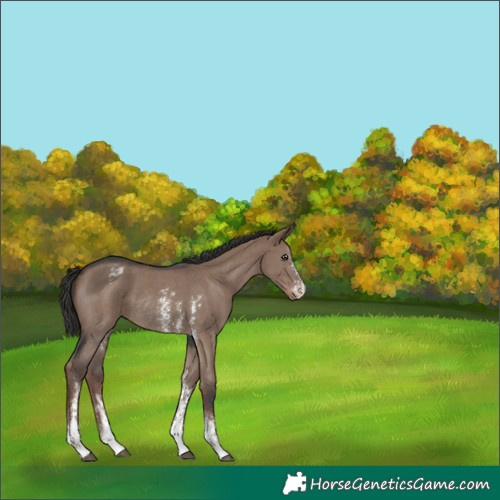 Horse Color:Liver Red Dun Sabino Appaloosa Rabicano 