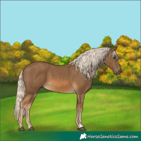 Horse Color:Chocolate Palomino