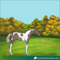 Horse Color:Silver Black Tobiano 