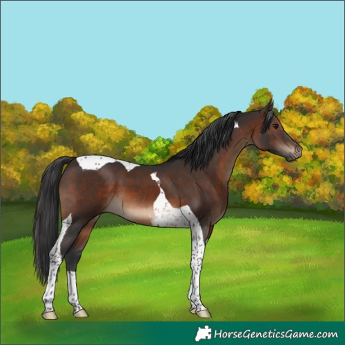 Horse Color:Brown Tobiano 