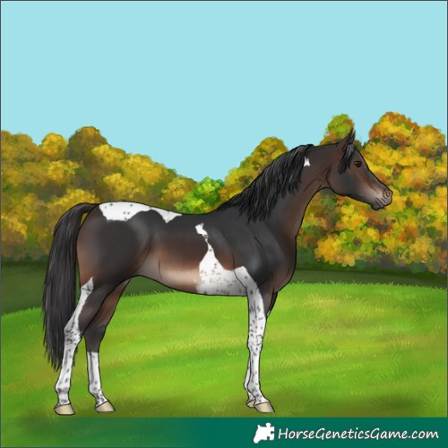 Horse Color:Brown Tobiano 