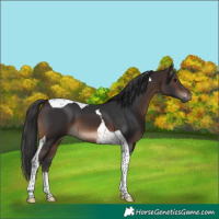 Horse Color:Brown Tobiano