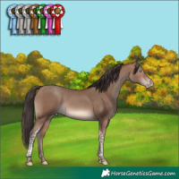Horse Color:Sable Champagne Tobiano 