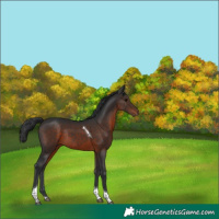 Horse Color:Brown Tobiano Rabicano