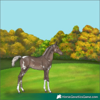 Horse Color:White Spotted Silver Black Tobiano 