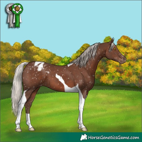 Horse Color:Silver Black Tobiano Appaloosa 