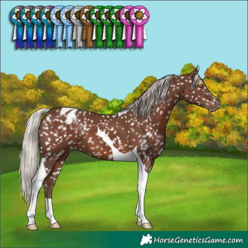 Horse Color:Silver Black Tobiano Snowflake Varnish